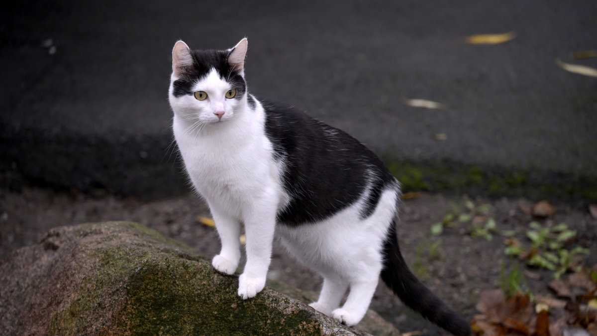 Forskare har upptäckt två ny fall i Storbritannien där människor smittat katter med covid-19.
